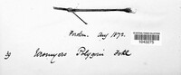 Uromyces polygoni-avicularis image
